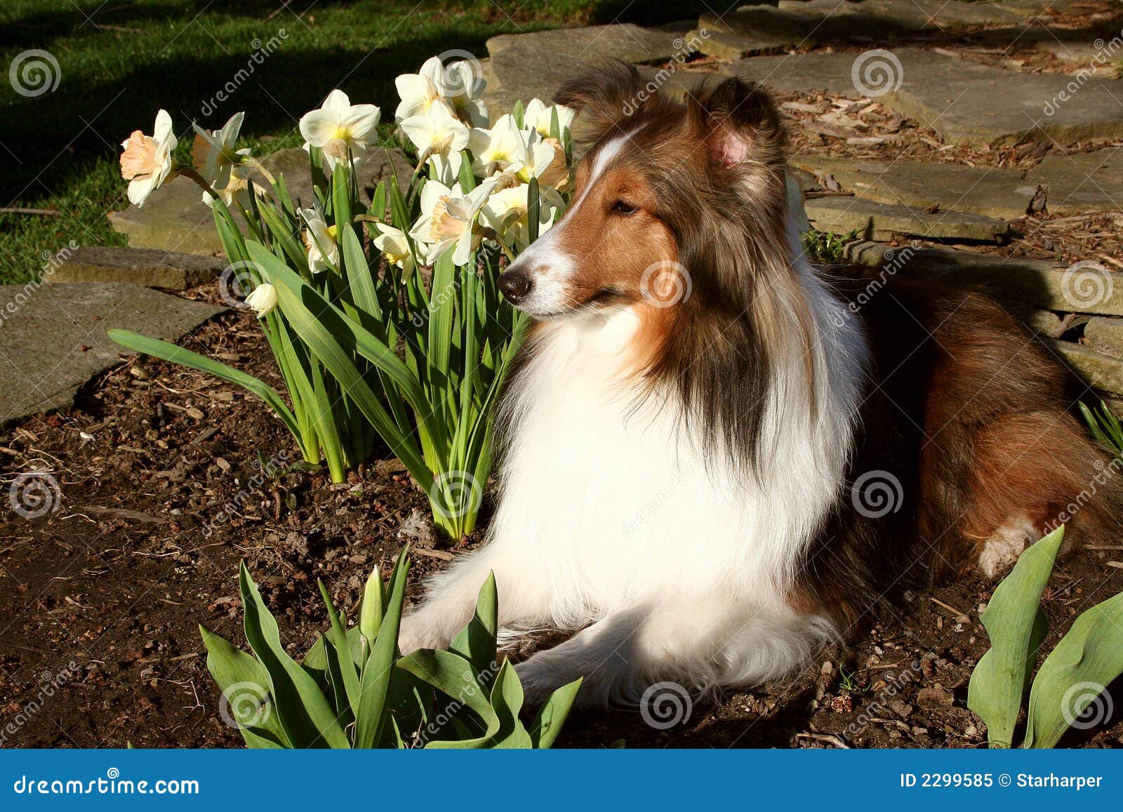 Sheltie and Daffodils stock image. Image of animals, pets 2299585