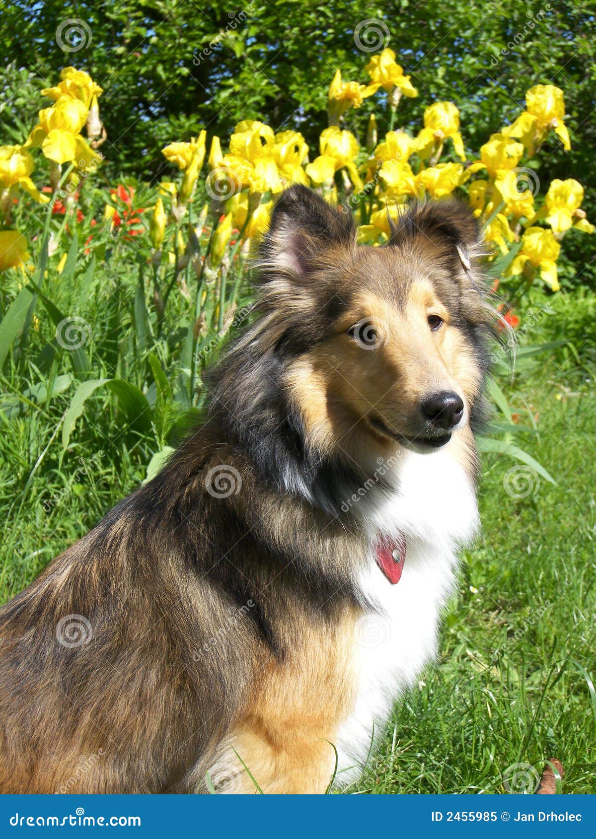 1,424 Dog Lassie Stock Photos - Free & Royalty-Free Stock Photos from  Dreamstime