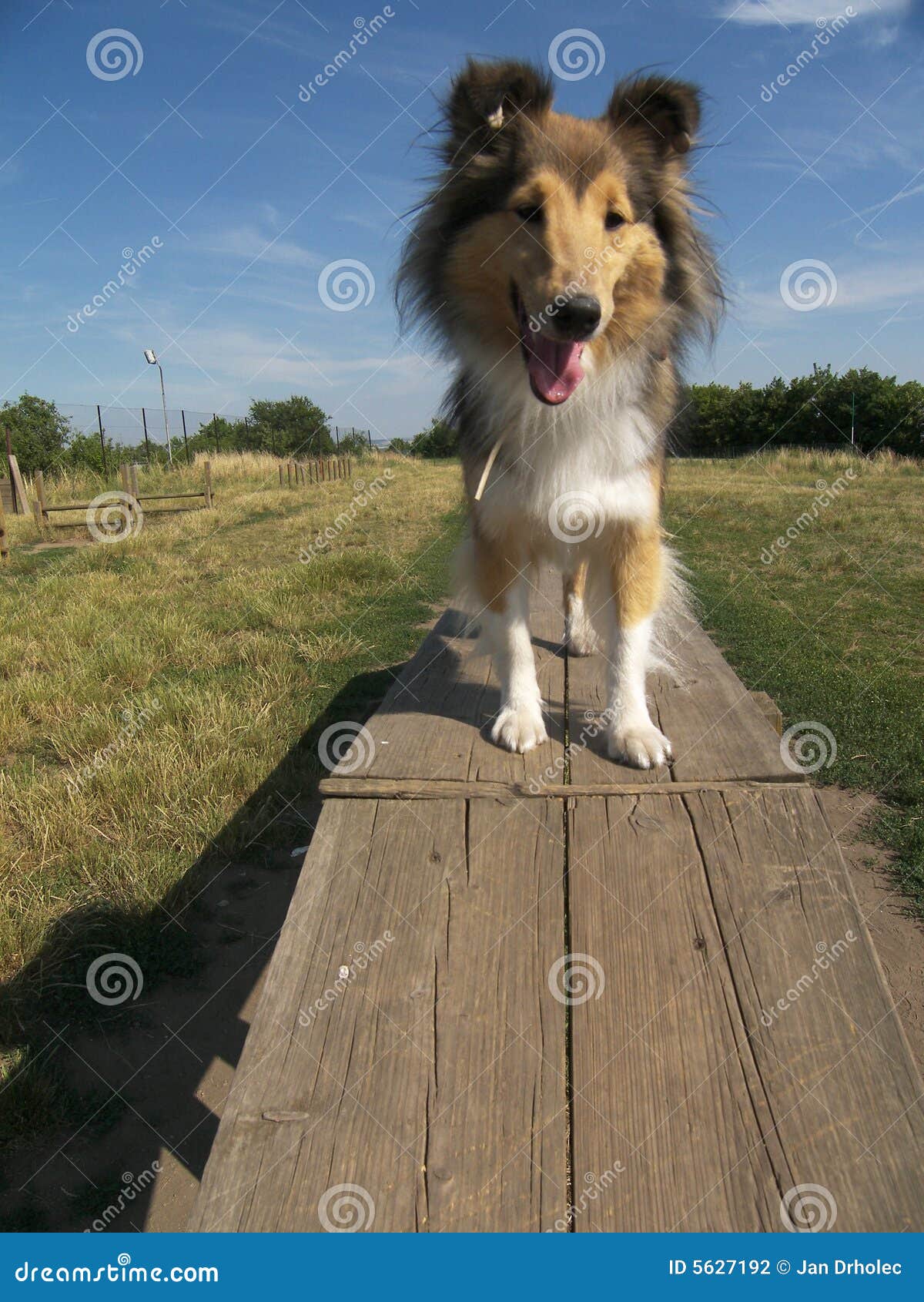 Sheltie dog agility stock photo. Image of training, friend 5627192