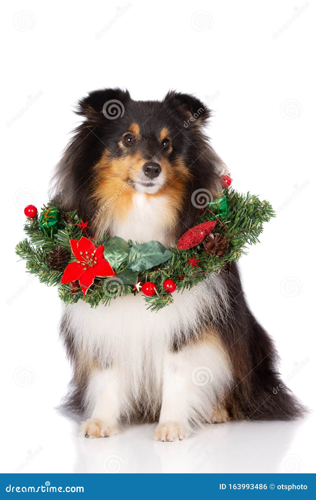 christmas sheltie