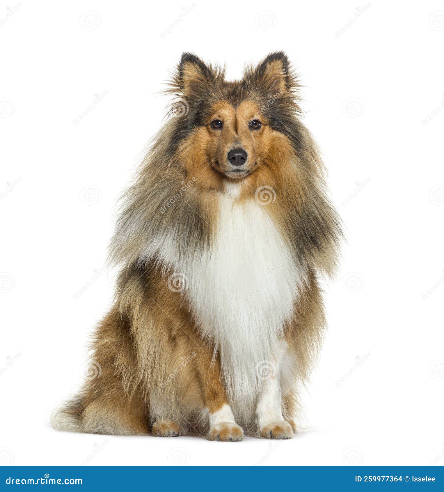 Sheltie Dog Sit in Front and Looking at the Camera, Isolated on Stock