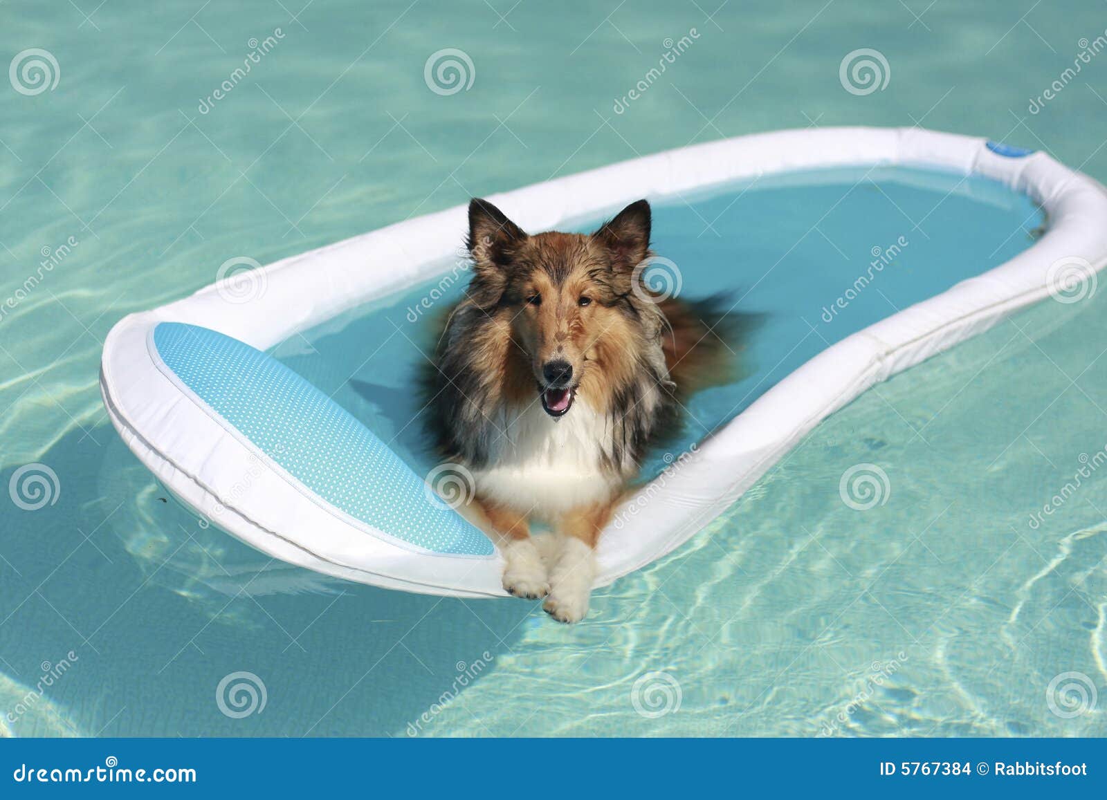 Sheltie Hund im Pool stockfoto. Bild von blau, menge, hell 5767384