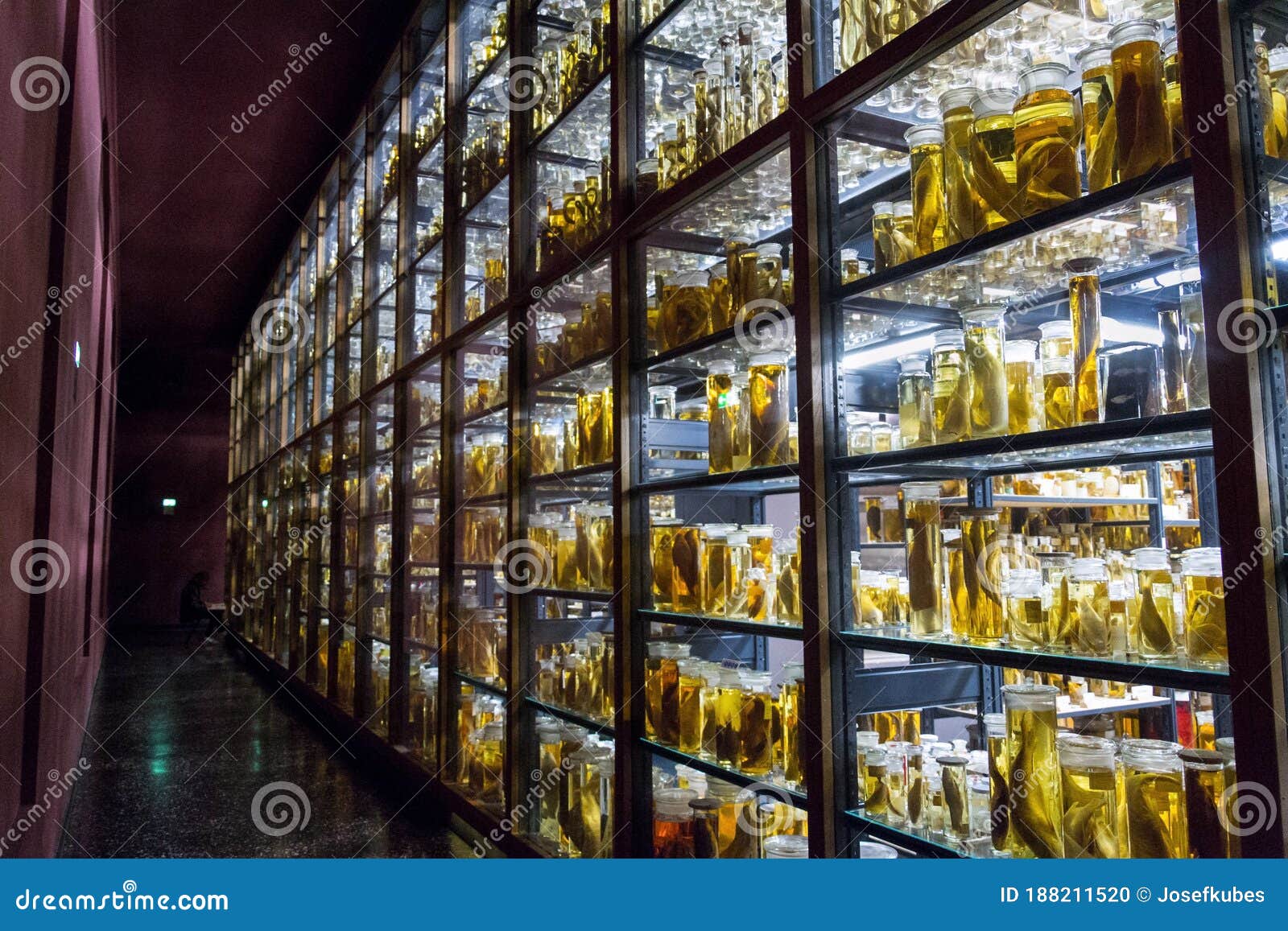 Shelves with Various Animals Preserved in Formaldehyde Solution Editorial Image - Image of natural, copy: 188211520 Shelves with Various Animals Preserved in Formaldehyde Solution Editorial Image - Image of natural, copy: 188211520