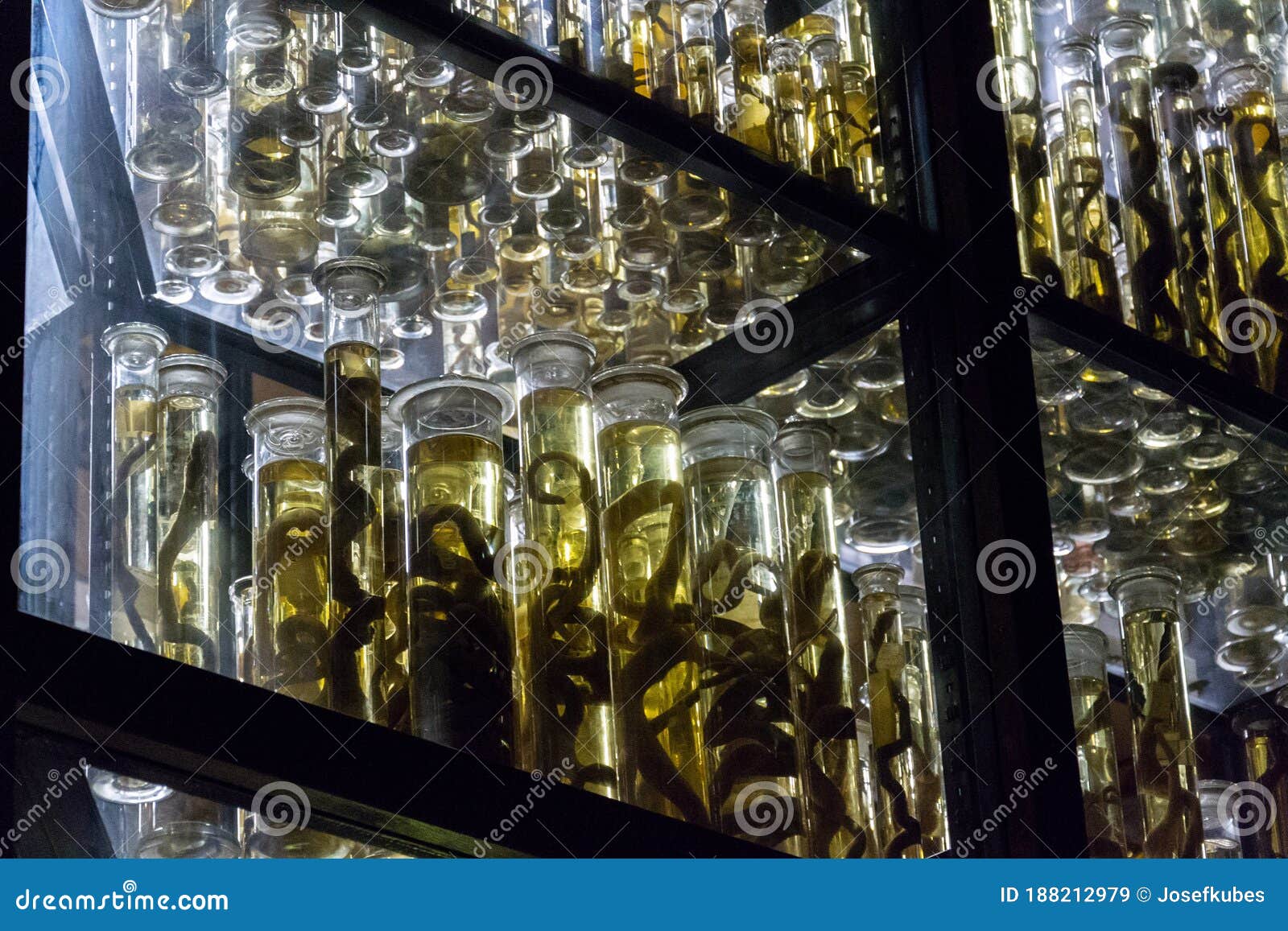 Shelves with Various Animals Preserved in Formaldehyde Solution Editorial  Stock Image - Image of formaldehyde, background: 188212979