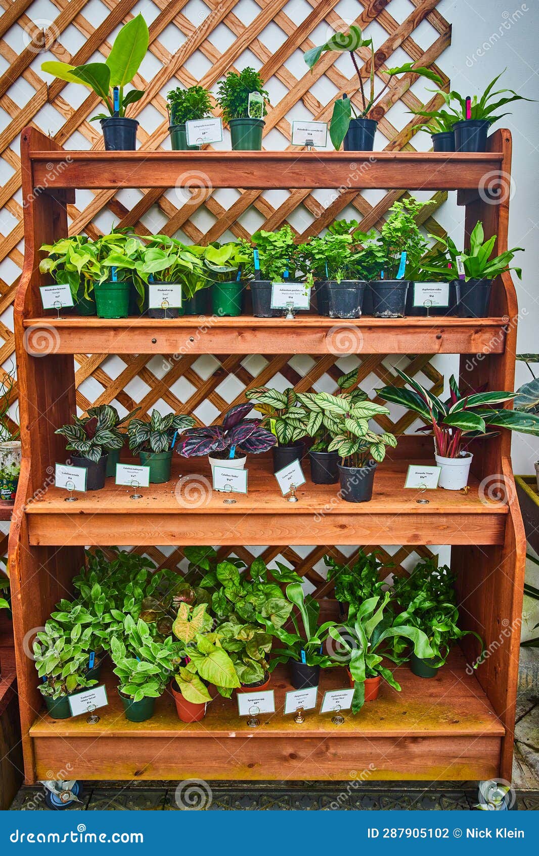 Shelving Full of Potted Plants with Wood Trellis Background Stock Photo