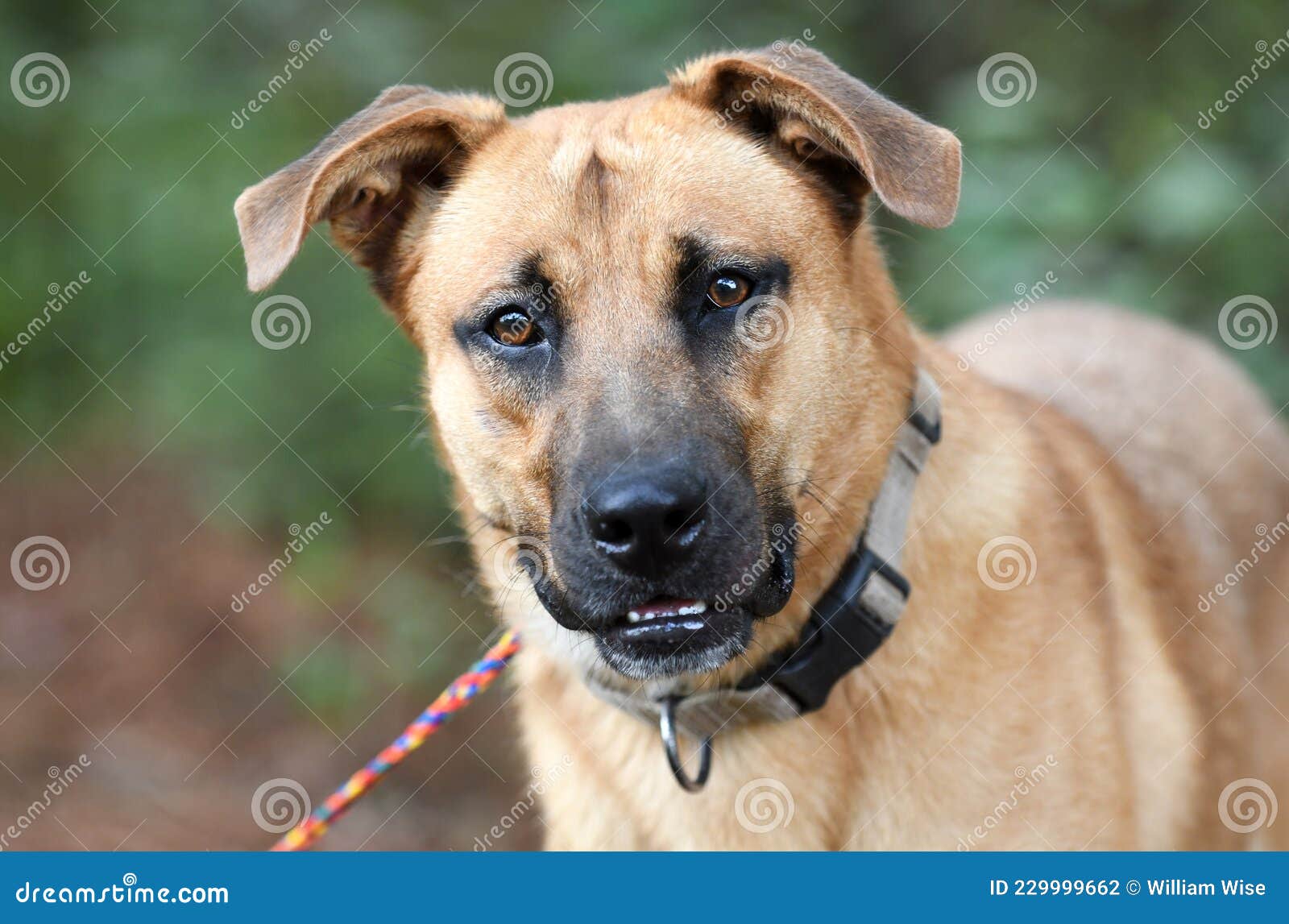 Shepherd Cur Dog a Leash Stock Photo - Image rescue, website: 229999662