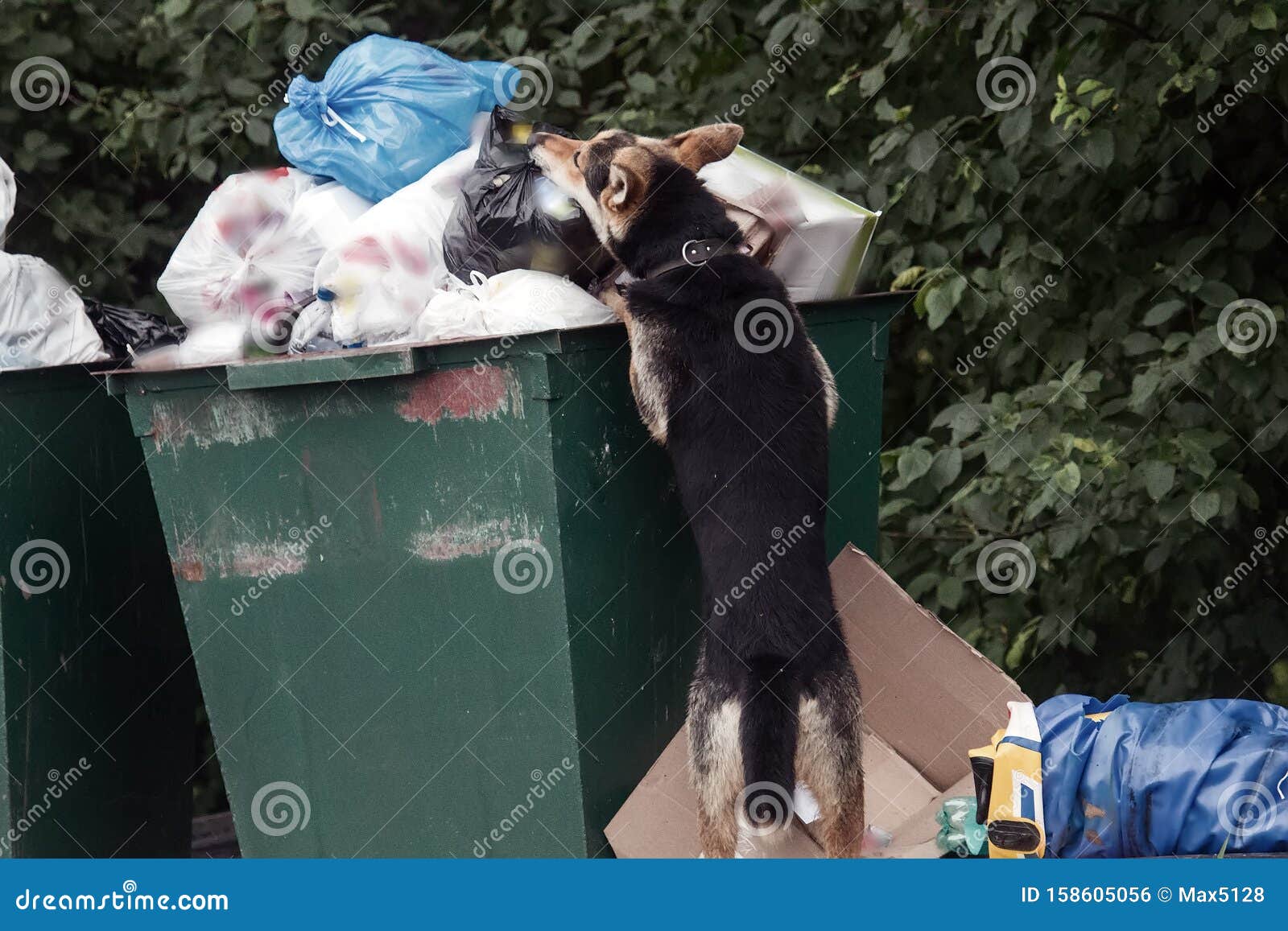 Shepherd Dog Digging with Head in Trash Can Stock Photo Image of