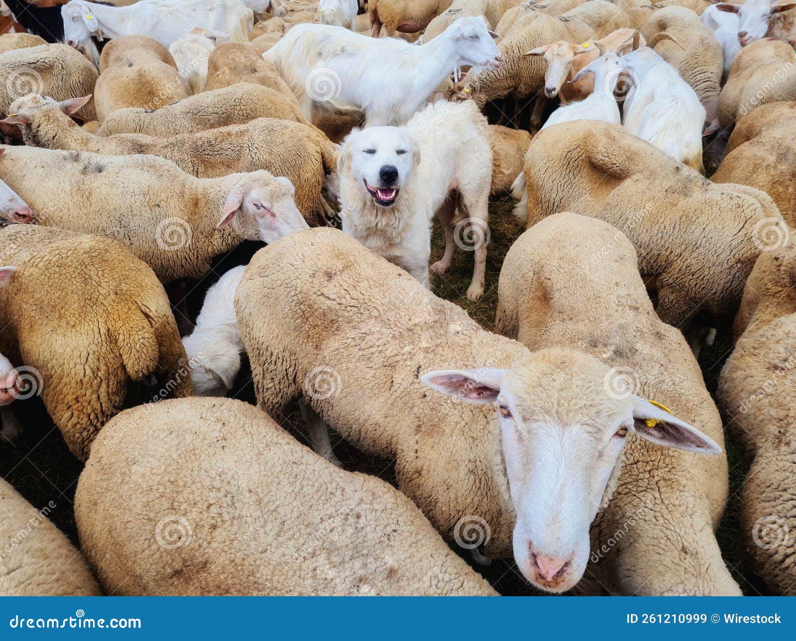 Shepherd Dog Guards the Flock of Sheep Stock Image Image of flock