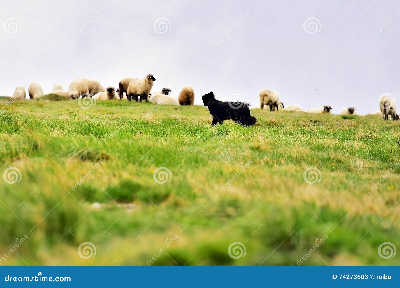 Shepherd Dog Protecting Sheep Herd Stock Image Image of flock, animal 74273603