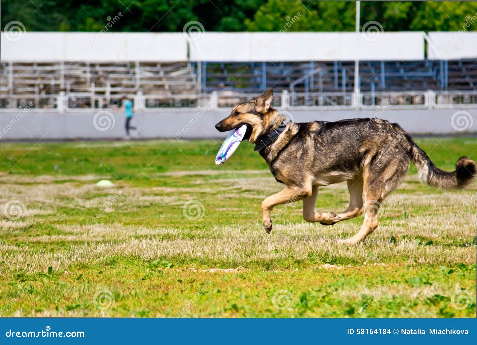 Shepherd Dog Running after a Frisbee Disc Competitions Stock Photo
