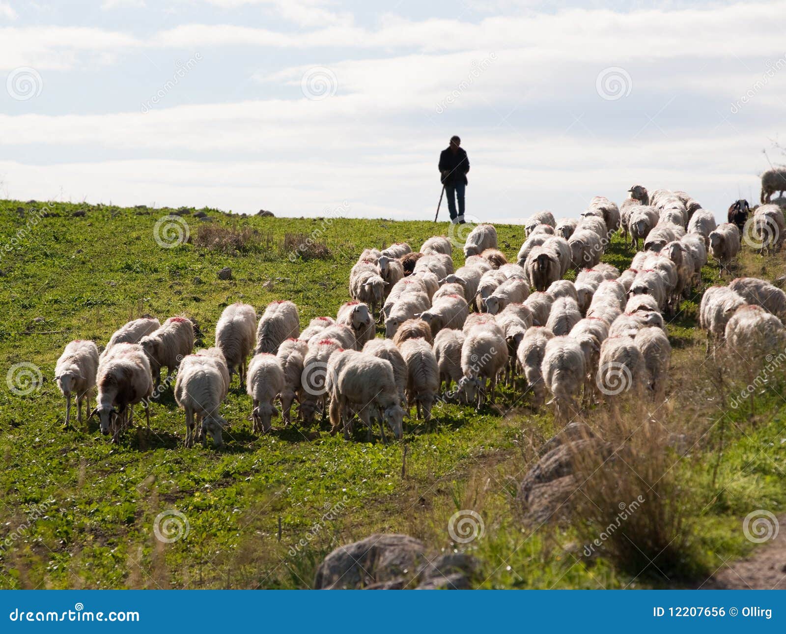 shepherd and flock