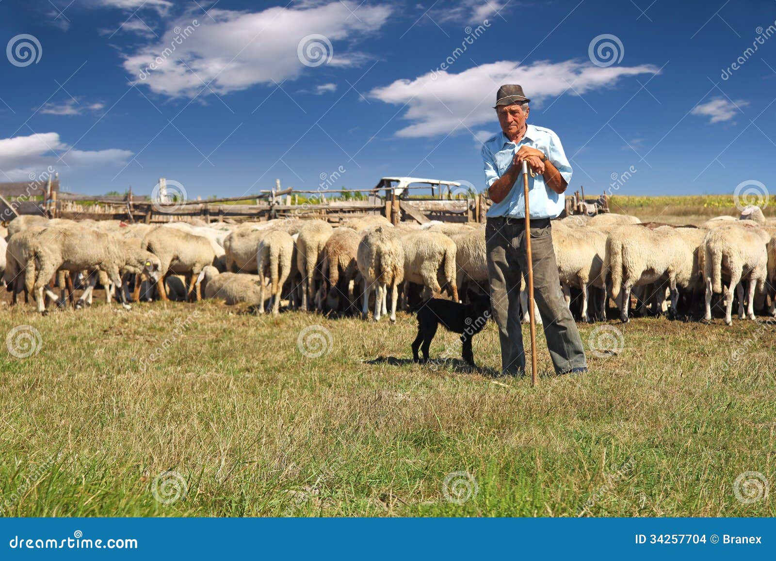 shepherd with grazing sheep