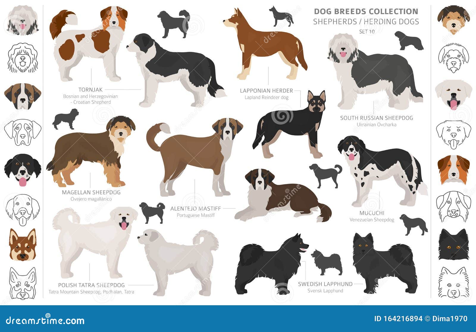 Shepherd And Herding Dogs Collection Isolated On White Flat Style Different Color And Country Of Origin Stock Vector Illustration Of Herder Bosnian 164216894
