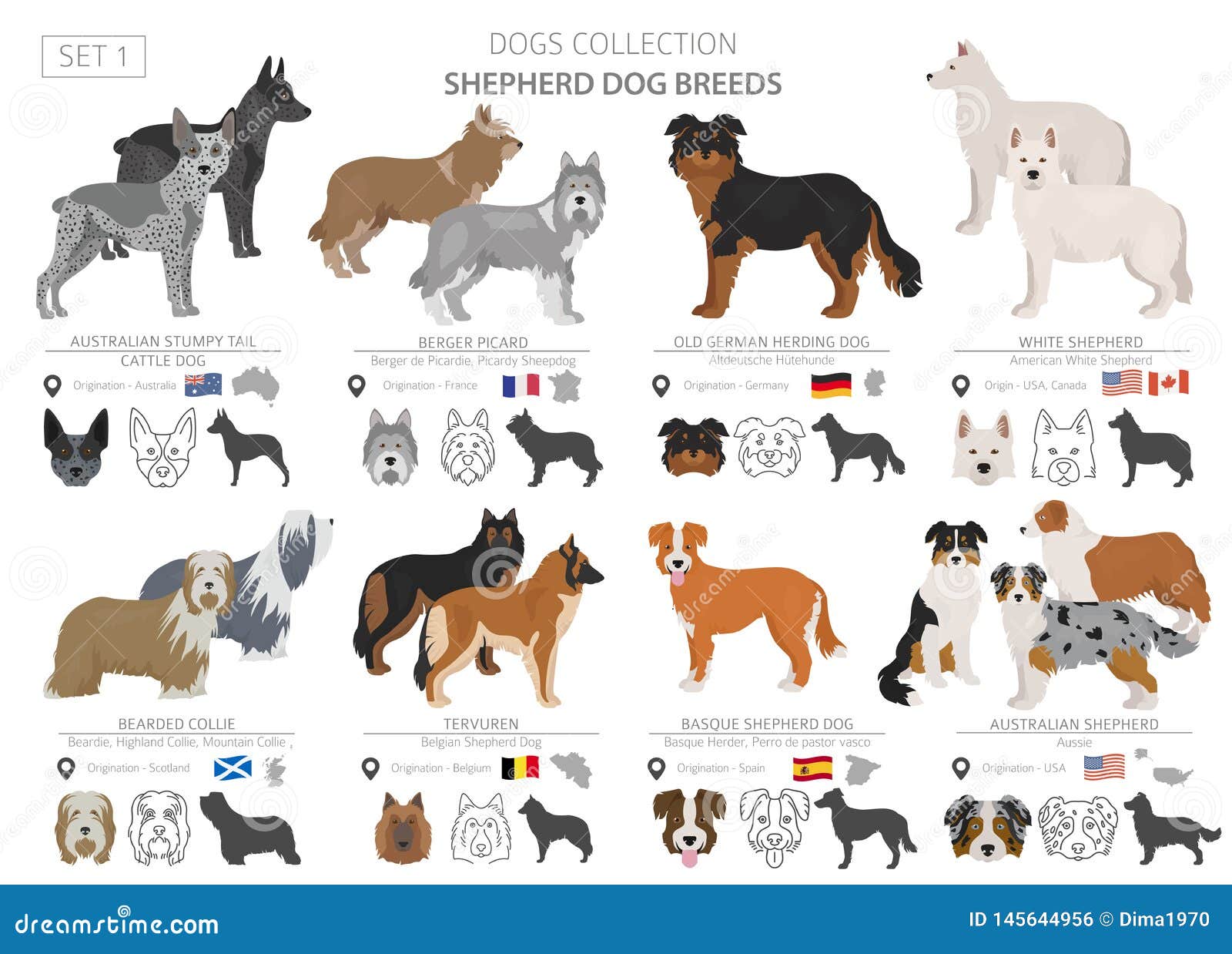 different breeds of shepherd