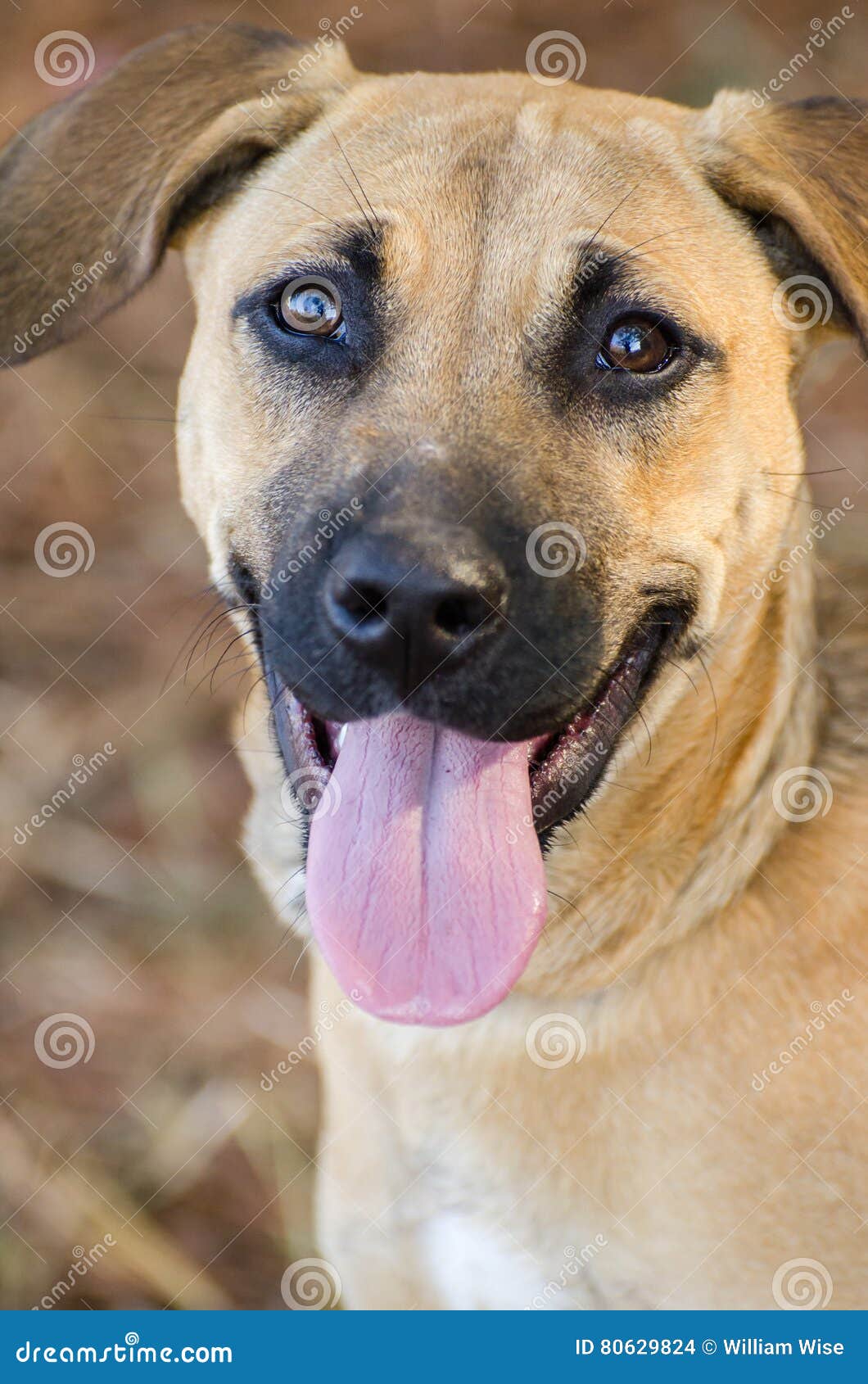 Shepherd Hound Mixed Breed Puppy Adoption Portrait Stock Photo Image Of Breed Adoption 80629824