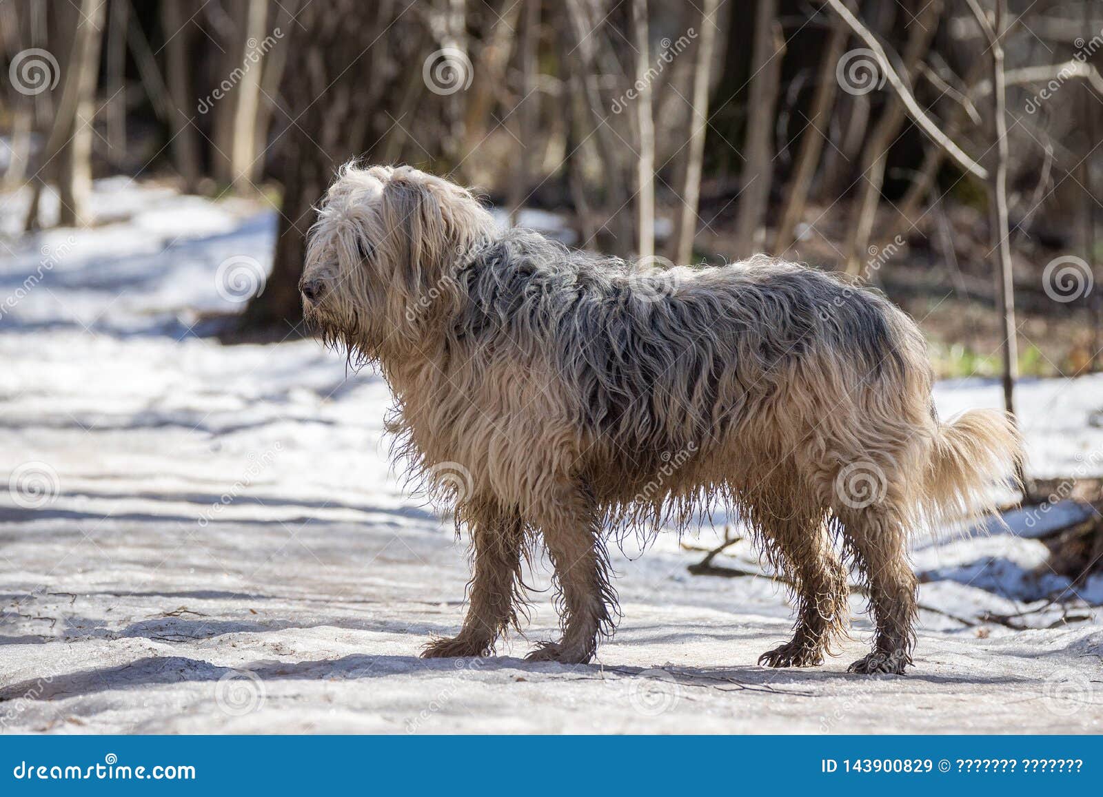 Old English Sheepdog Walking Towards The Camera In A Field Stock Photo,  Picture and Royalty Free Image. Image 195591118.