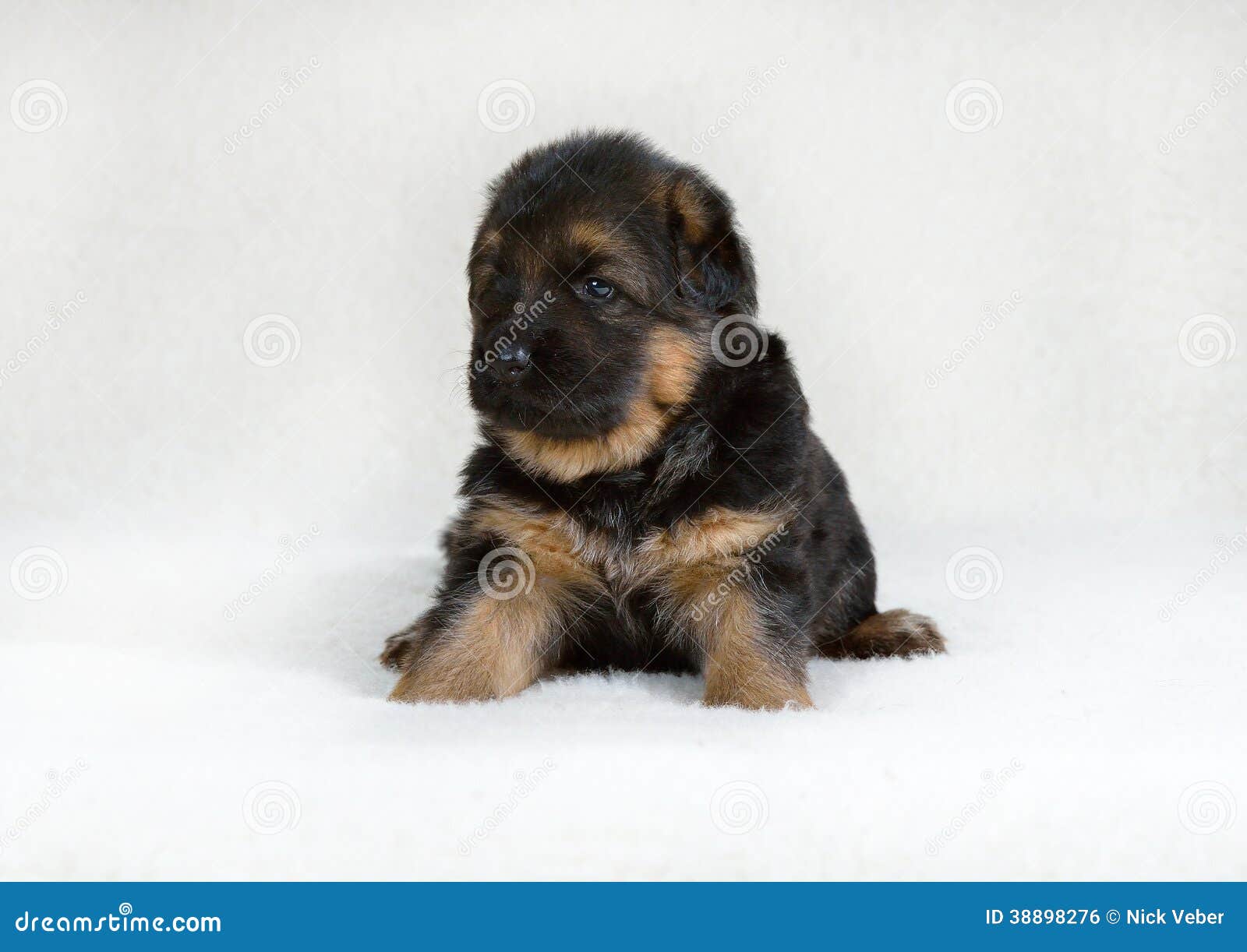 gsd 1 month puppy