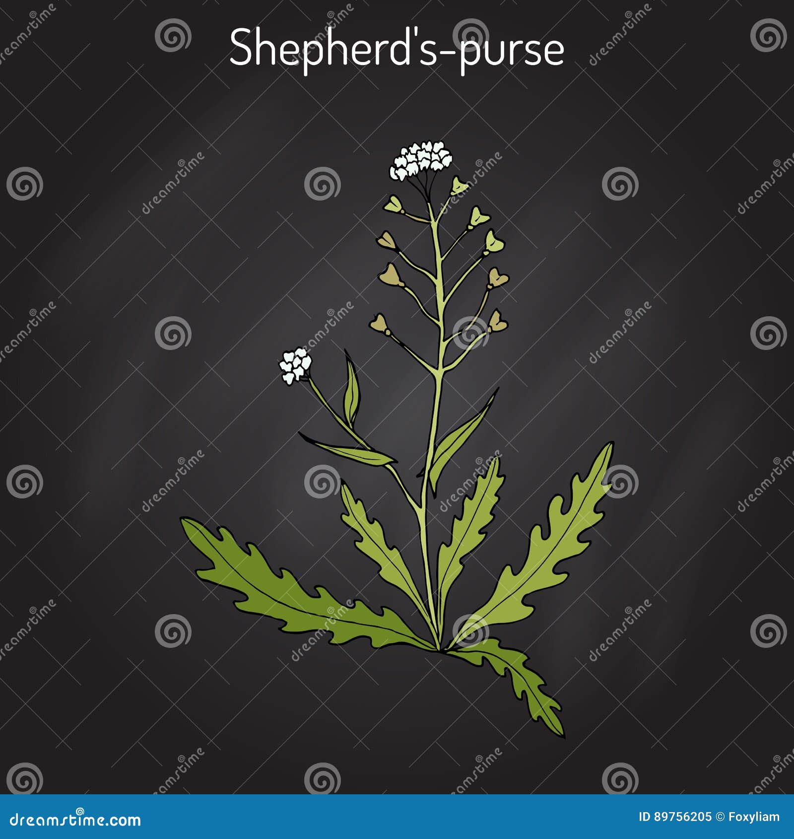 Shepherds Purse Vector Hand Drawn Plant Stock Vector (Royalty Free)  1925699657 | Shutterstock