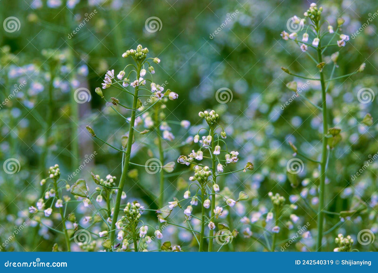 Shepherd`spurse stock image. Image of plant, natural 242540319