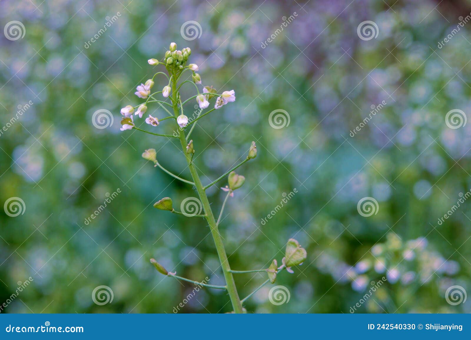 Shepherd`spurse stock photo. Image of capsella, nature 242540330