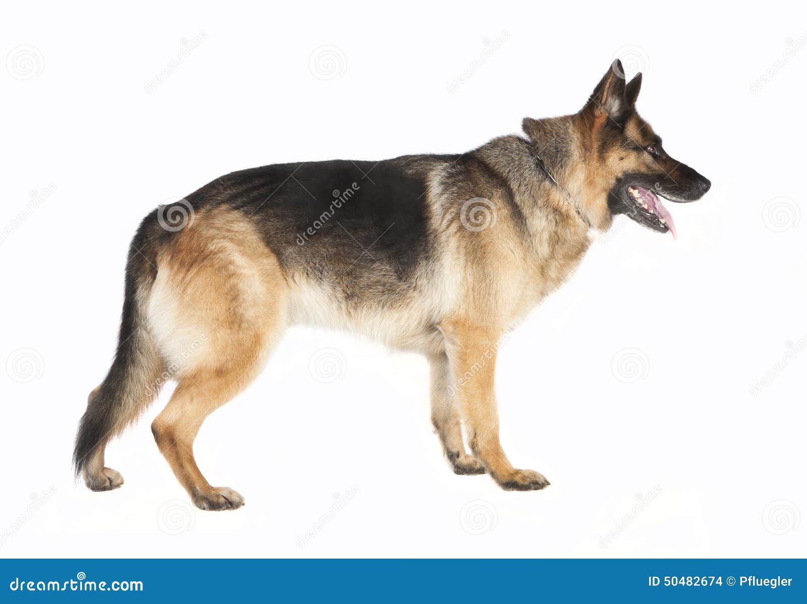 Featured image of post White German Shepherd Side View White german shepherd and white shepherd pictures