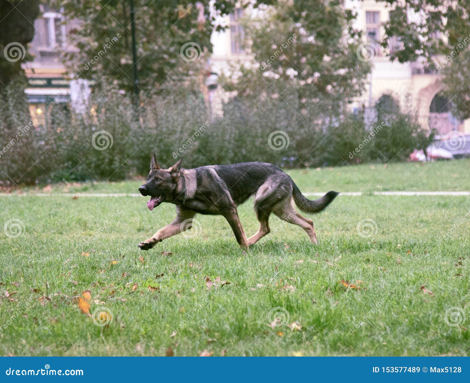 german shepherd trail dog