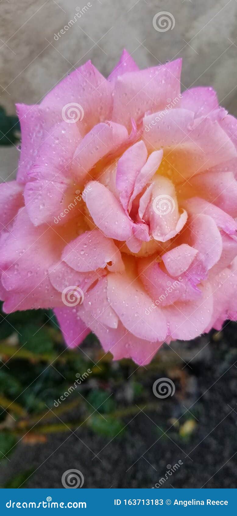 sherbert rose
