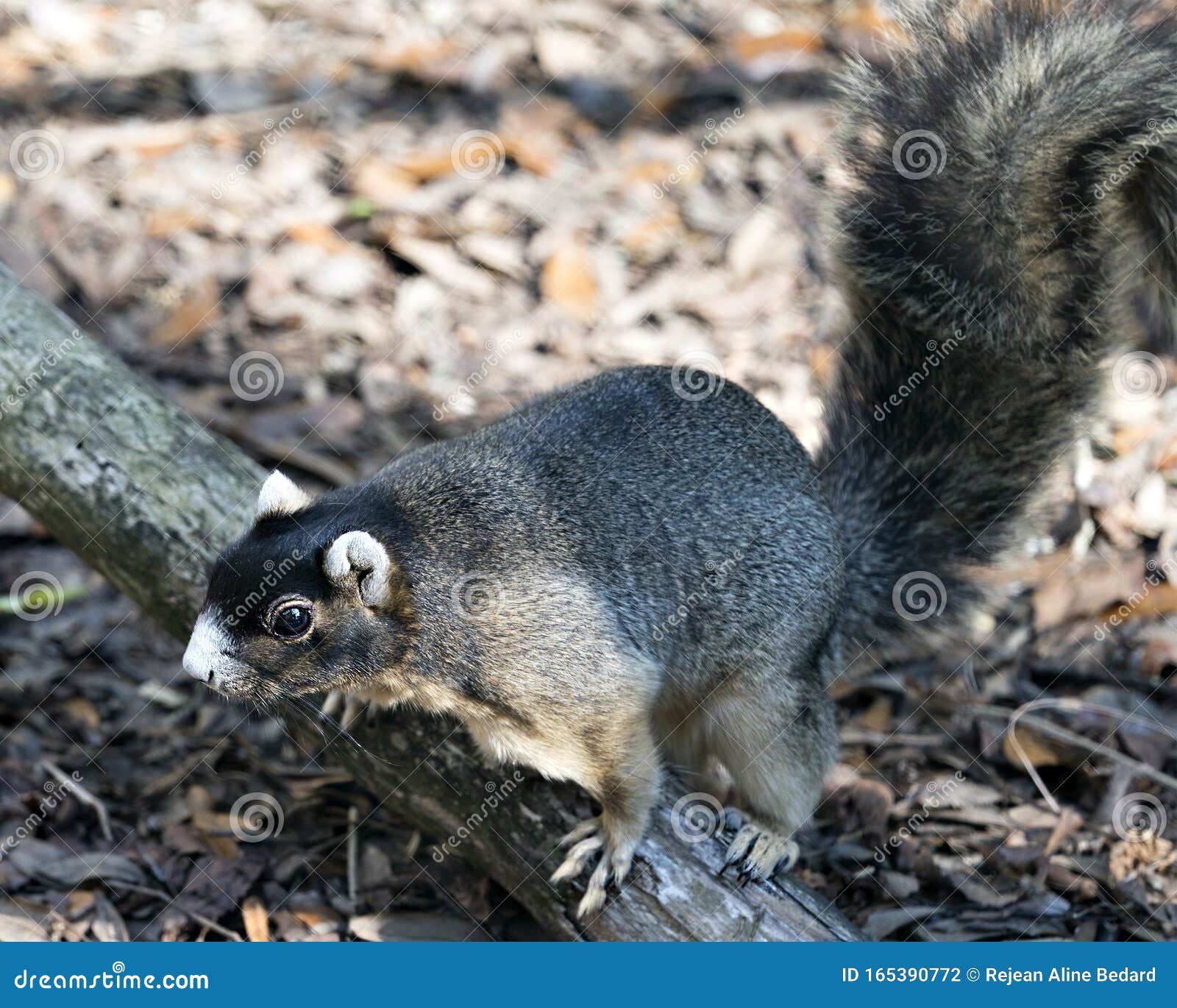sherman fox squirrel stock photo.  sherman fox squirrel close-up profile