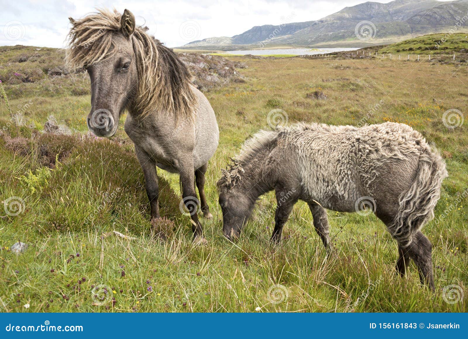 Shetland pons South Uist Outside Hebrides Scotland Pigno bruno selvatico con pelo spesso e scuro che pascola sull'erba di terra Riserva naturale nazionale Loch Druidibeg South Ust Scotland UK Pony selvatico con pascolo spessa e scuro che pascola sull'erba di terra Riserva naturale nazionale Loch Druidibeg, Uist meridionale, Ebridi esterni, Isole occidentali, Scozia, Regno Unito, Gran Bretagna, Europa