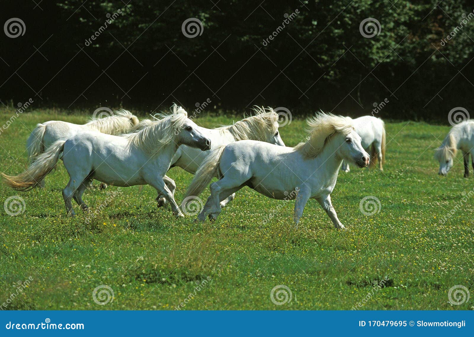 Herd Of Shetland Sheep Royalty-Free Stock Photo | CartoonDealer.com ...