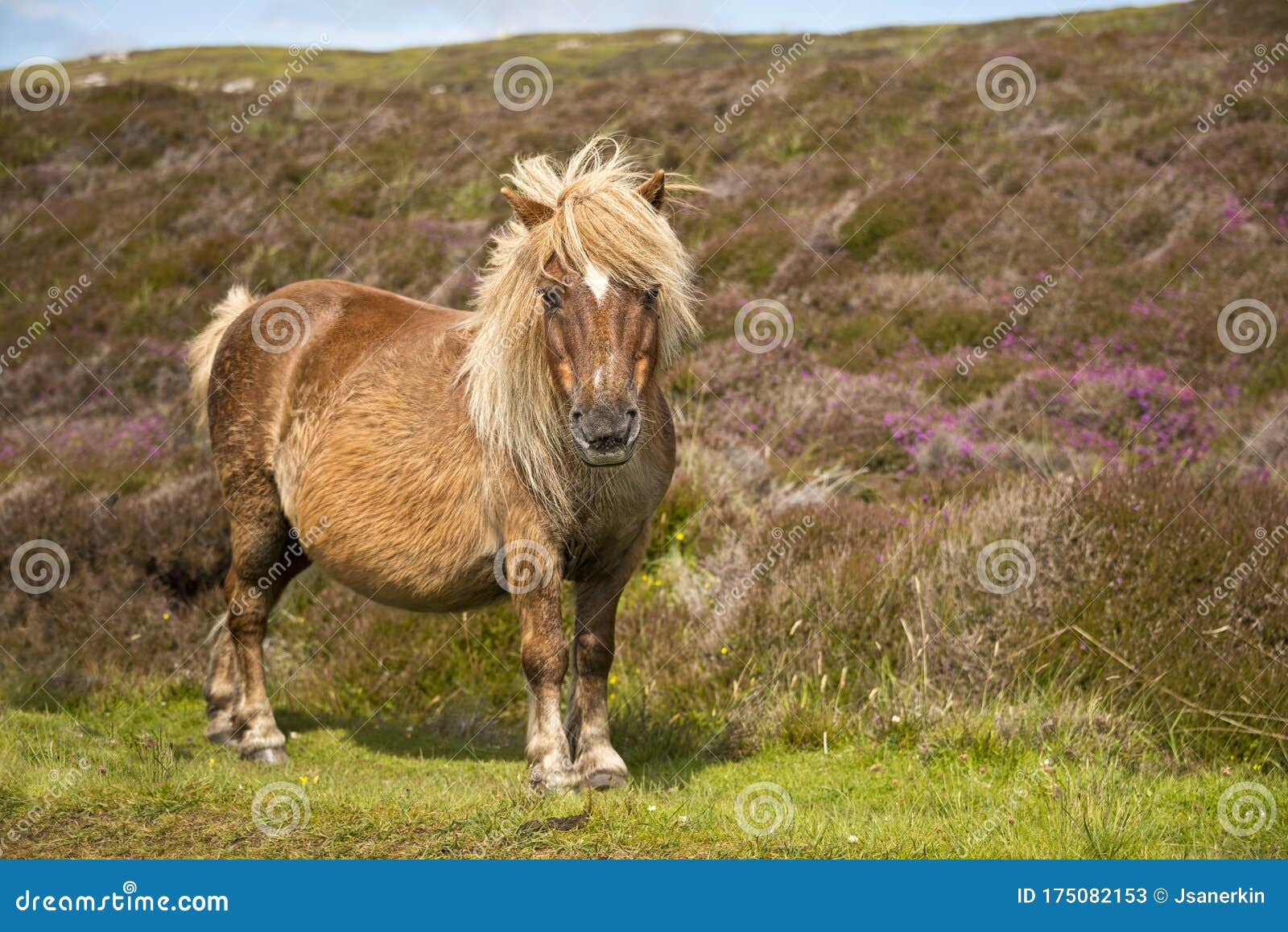 shetland pony south uist outer hebrides scotland