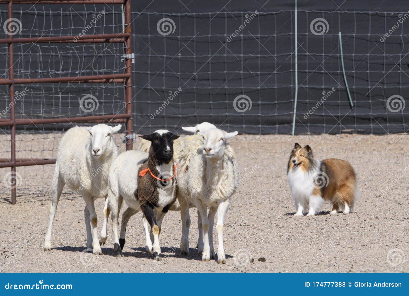 shetland sheepdog herding