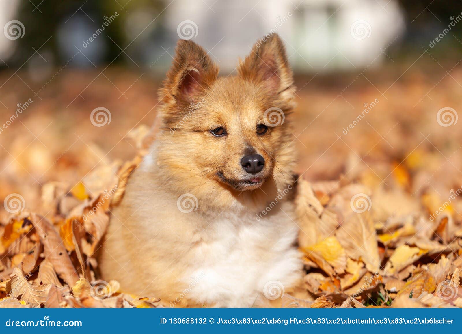 Shetland Sheepdog Lies in Brown Foliage Stock Photo - Image of fluffy ...