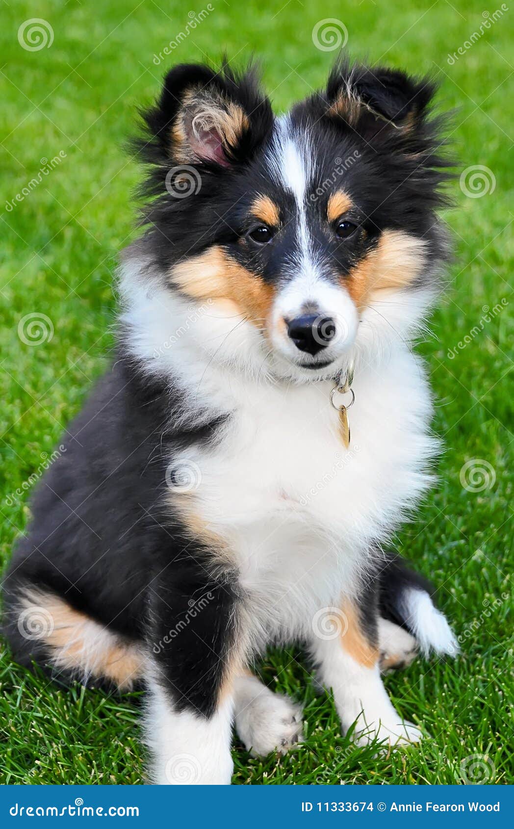 shetland shepherd puppy