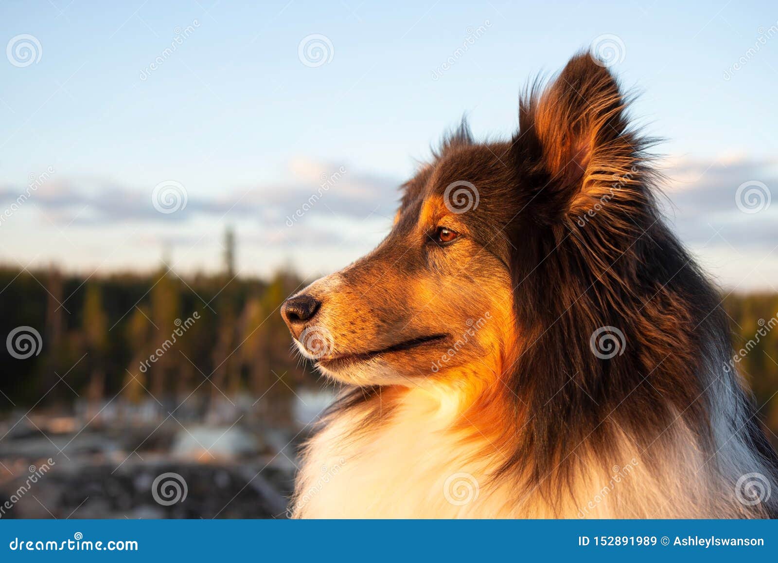 sunset shelties