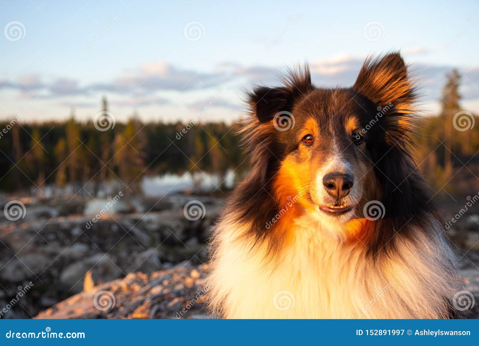 sunset shelties