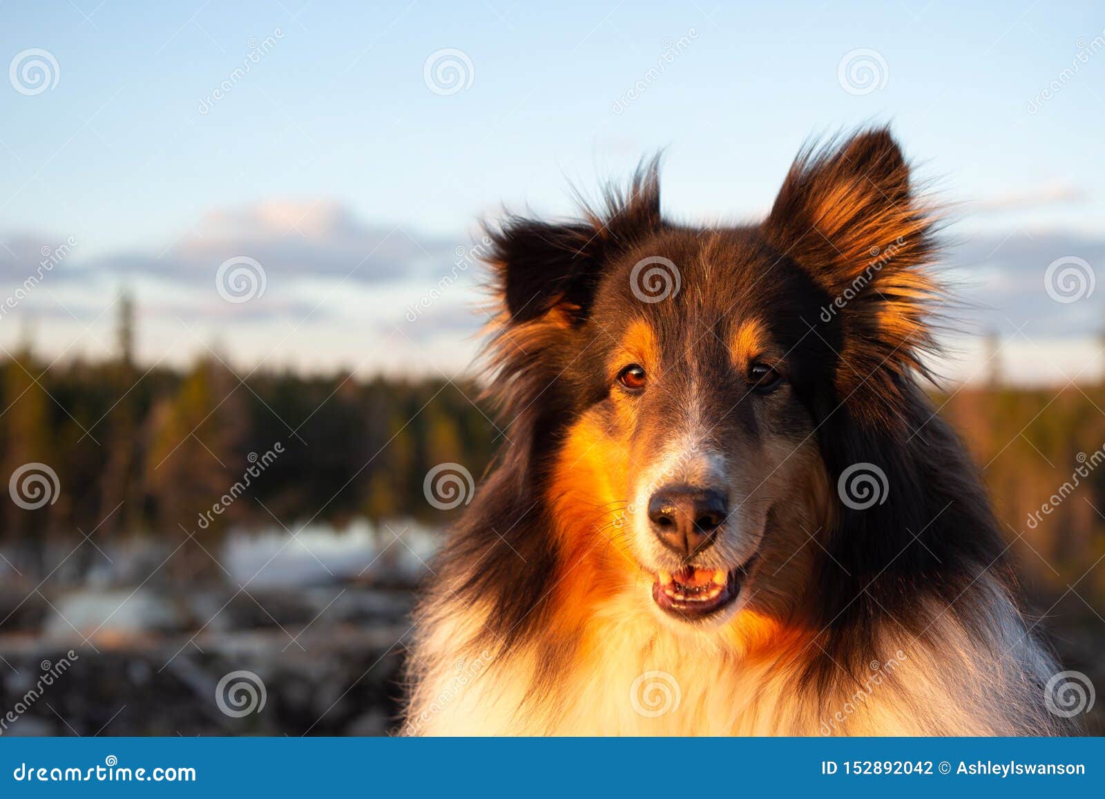 sunset shelties