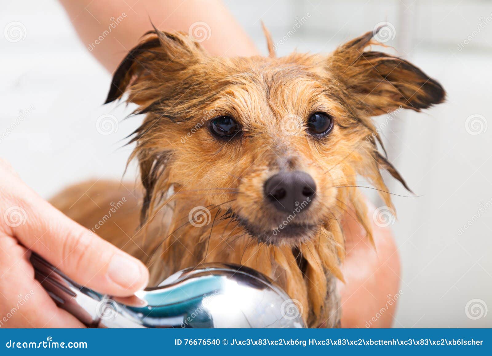 Shetland Sheepdog Under Shower Stock Photo Image of towel, funny