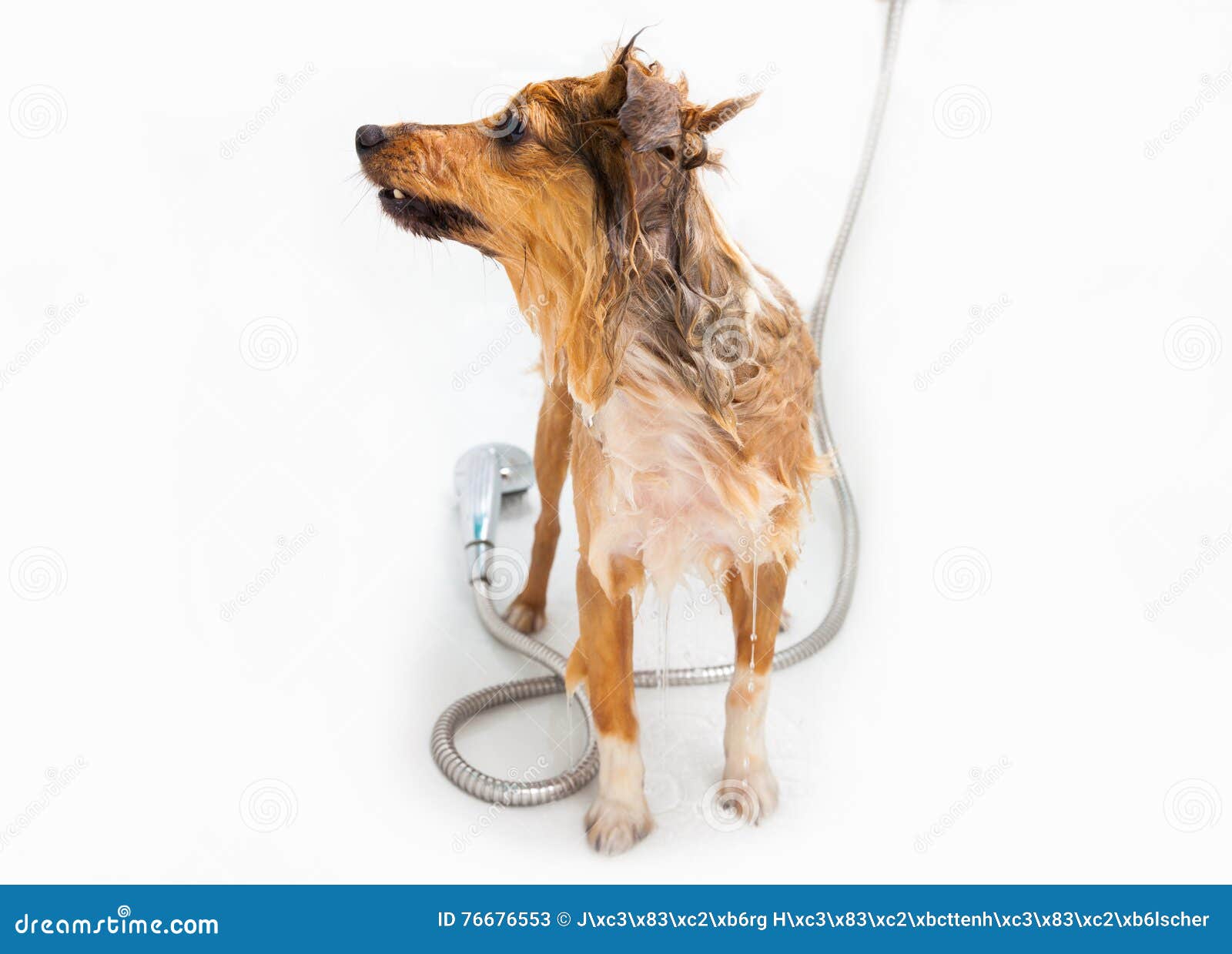 Shetland Sheepdog Under Shower Stock Image Image of shampoo, animal