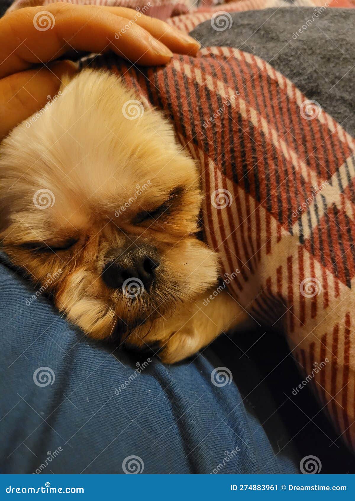 Shitzu Dog Sleeping Under Blanket with Owner Stock Image Image of sleeping, owner 274883961