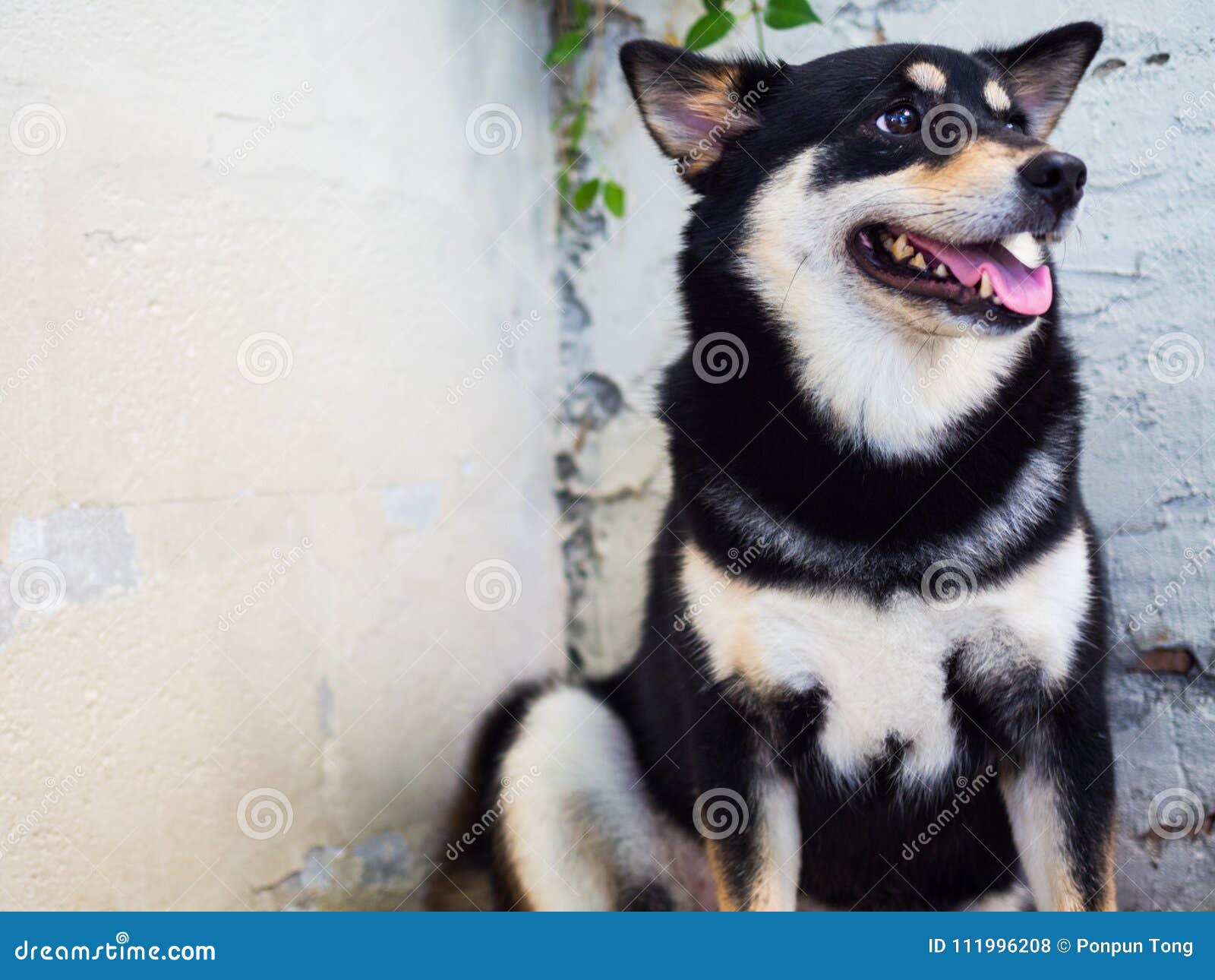 Shiba Inu Black Color Cute Japanese Dog Side Face Stock Photo Image Of Pretty Mammal Shiba Inu Black Color Cute Japanese Dog Side Face Stock Photo Image Of Pretty Mammal