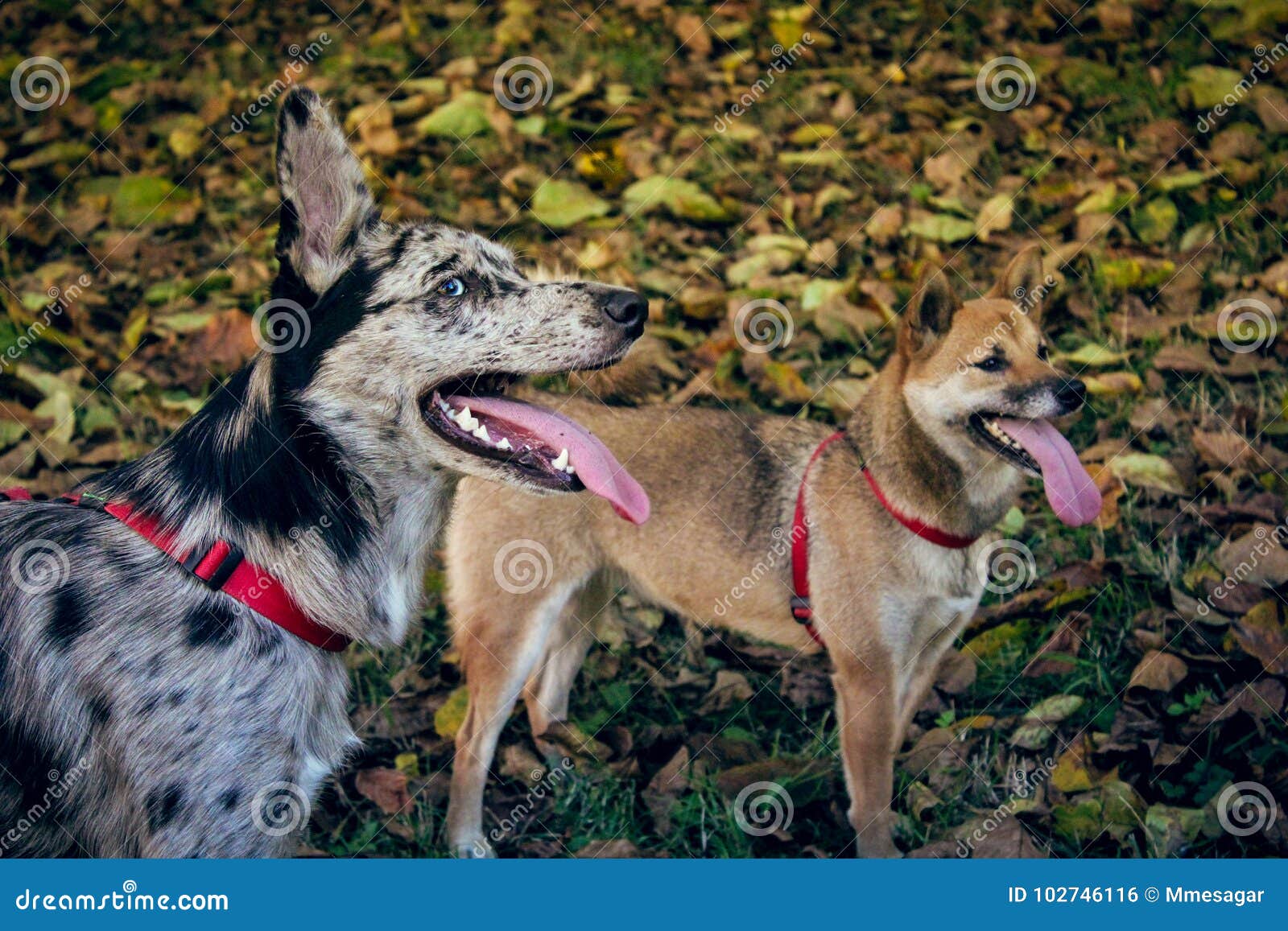 shiba inu and border collie / carea leones puppy dog with tongue out, with a fall landscape with fallen leaves