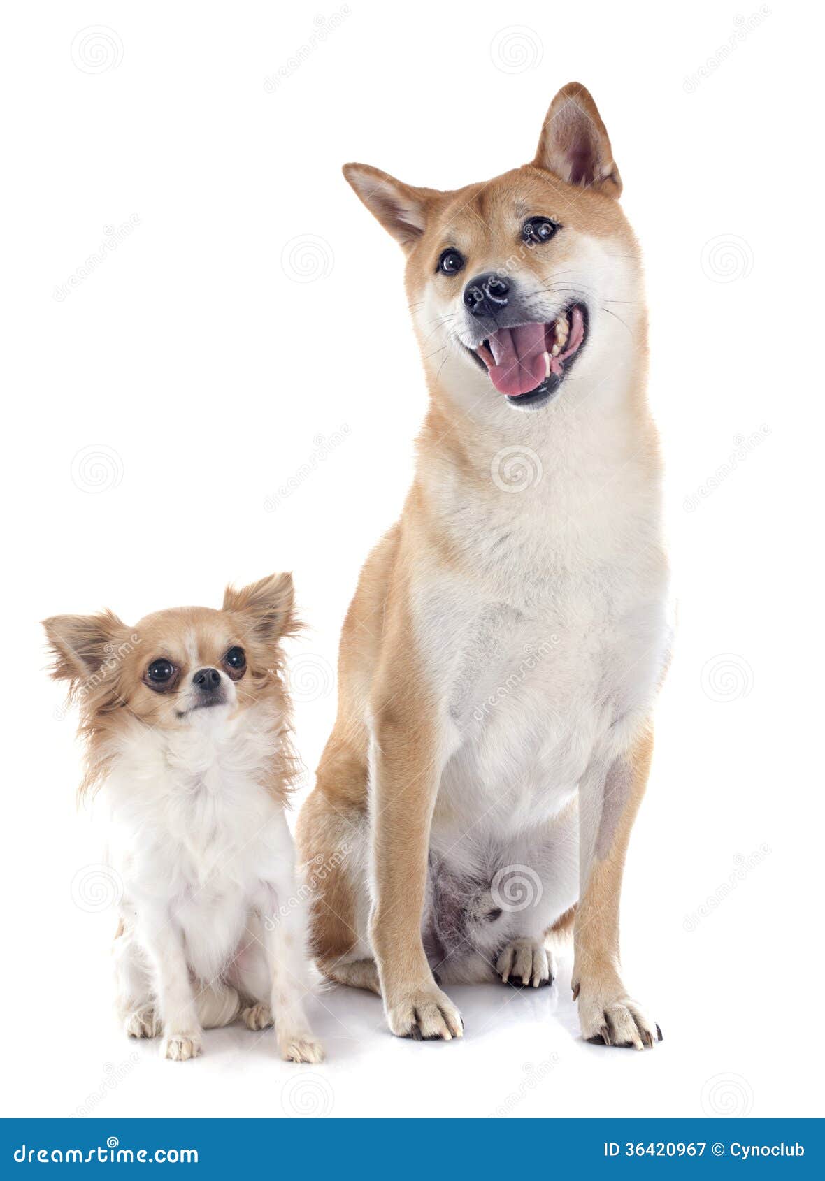 Shiba Inu And Chihuahua Royalty Free Stock Photography