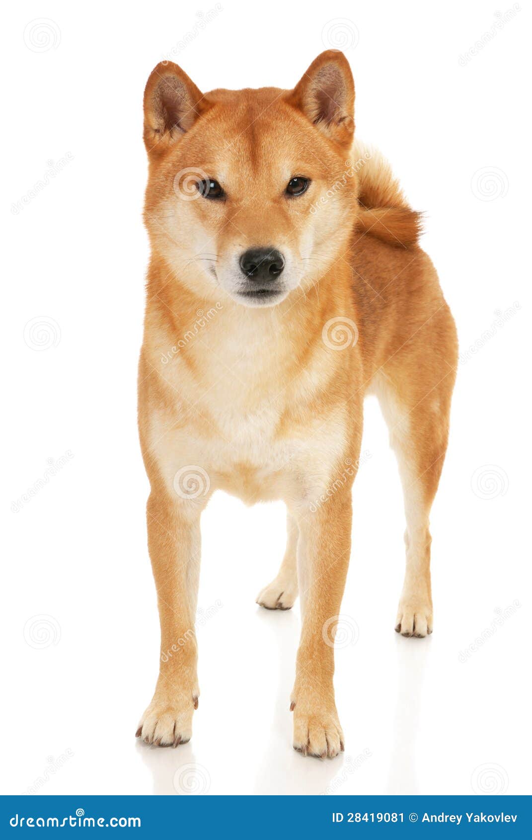 Shiba Inu Red Dog Royalty-Free Stock Photography | CartoonDealer.com