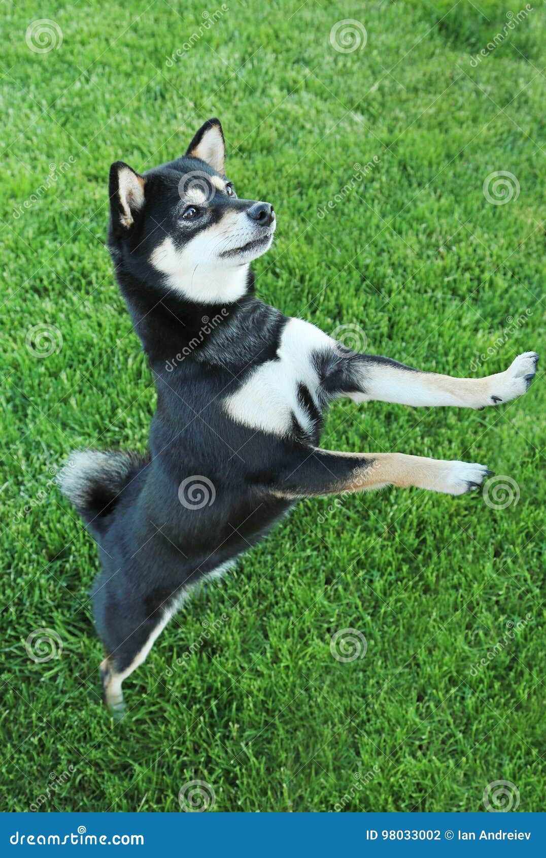 Shiba Inu Dog Stock Photo Image Of Shot Doggy Black