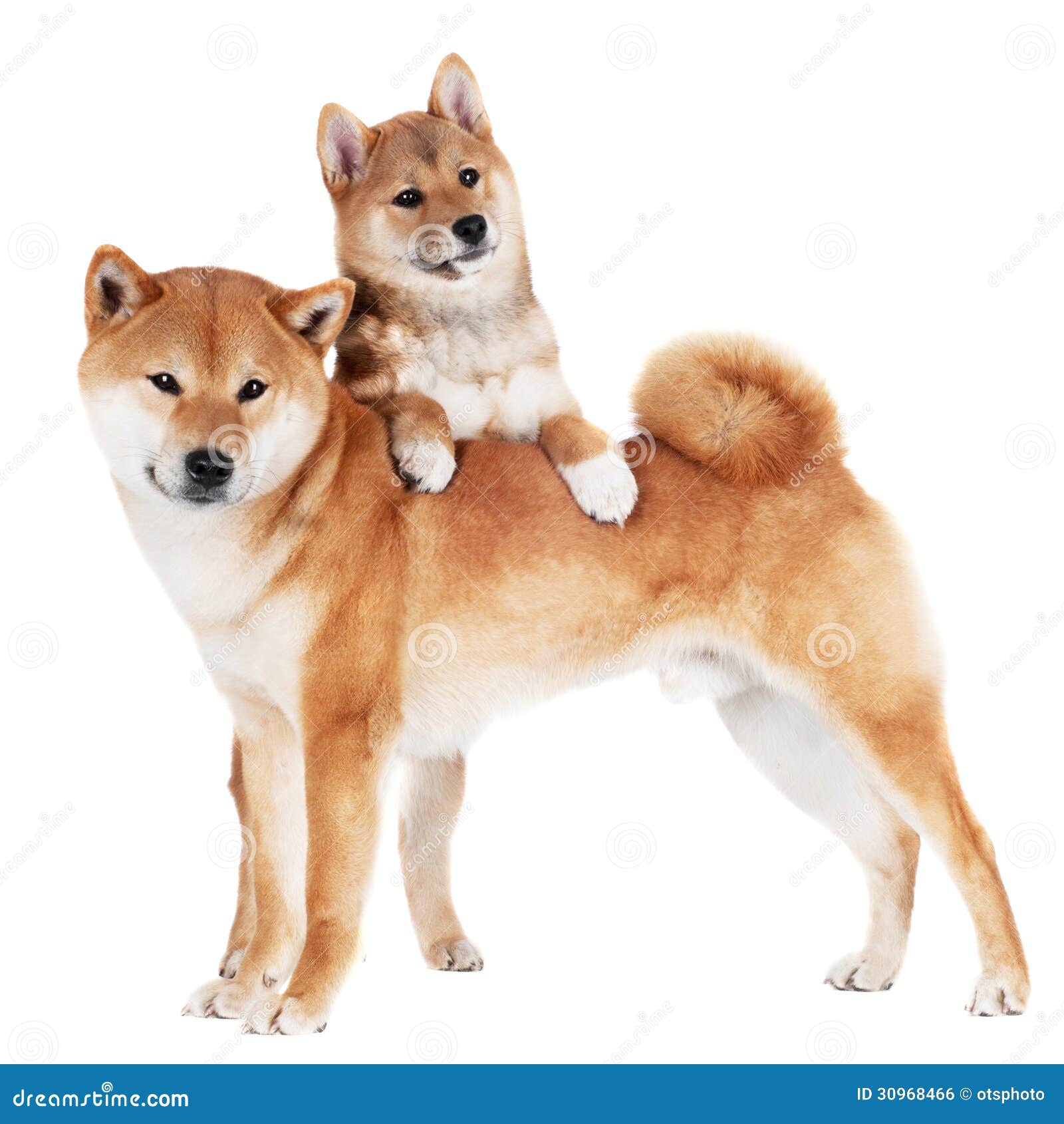 Shiba Inu Dog And Puppy Stock Photo Image Of Obedient 30968466