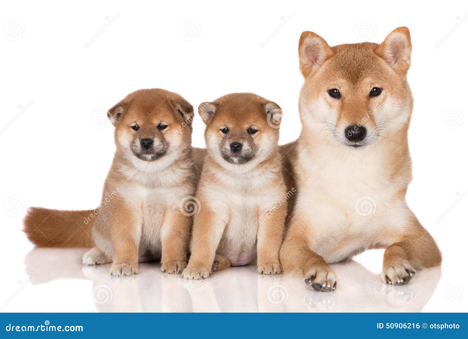 shiba inu 2 months