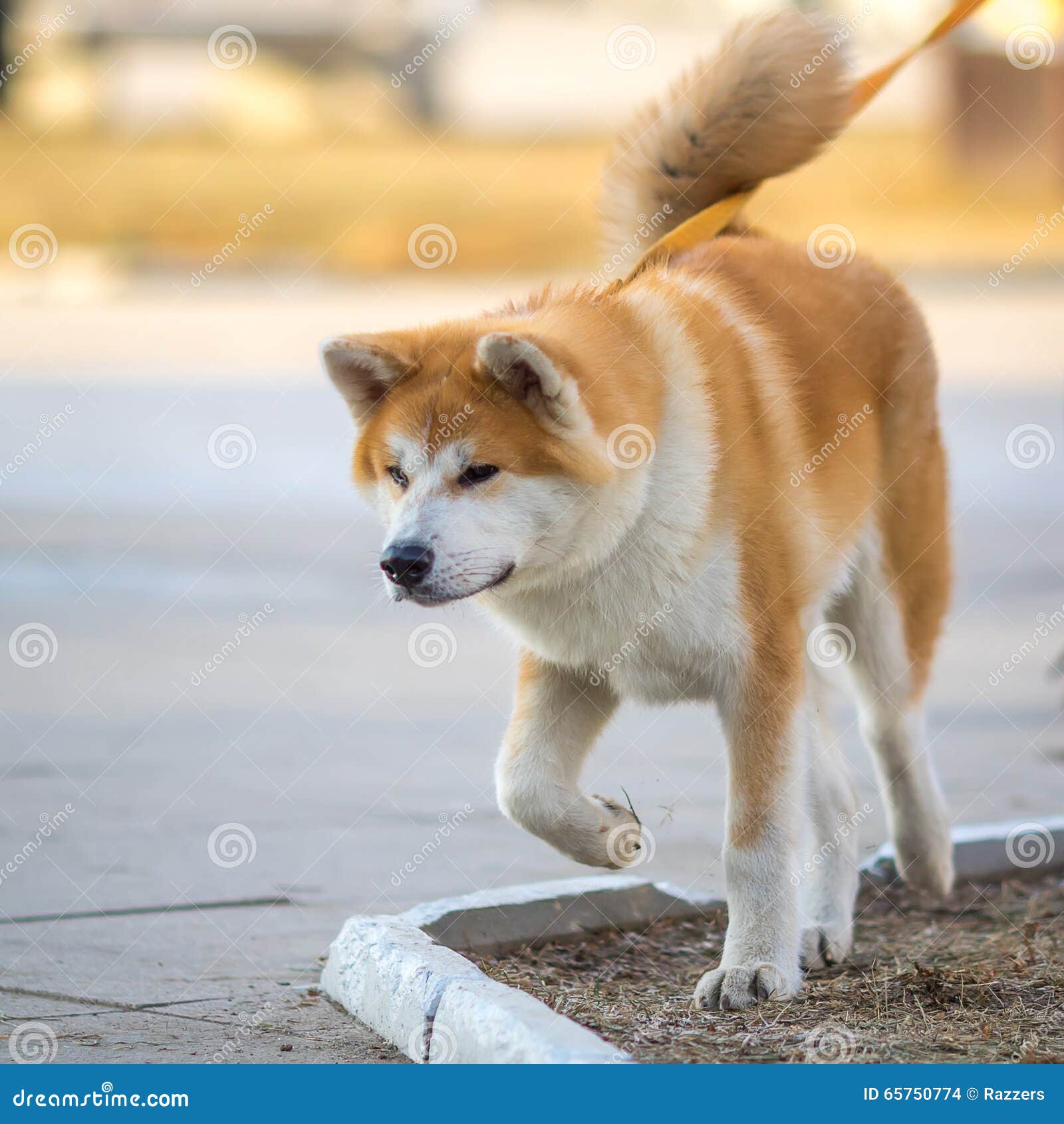 Shiba Inu Japanese Dog Portrait Young Akita Inu Dog Looking