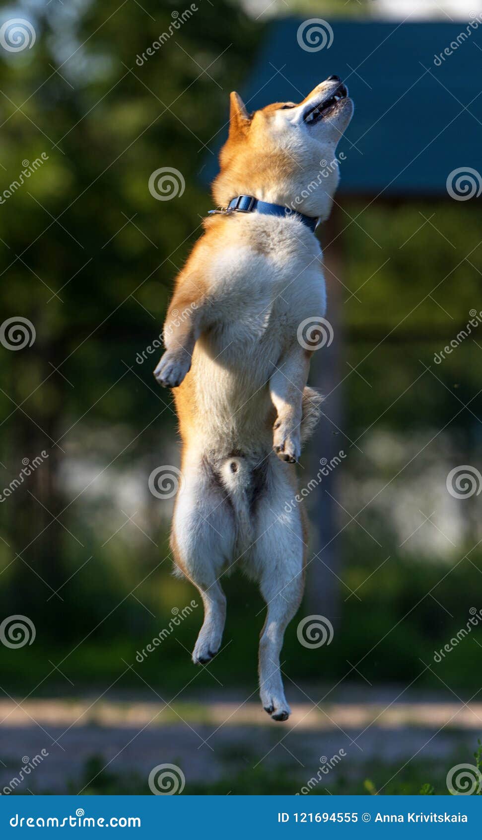Shiba inu jumping stock image. Image of family, dogrun 121694555