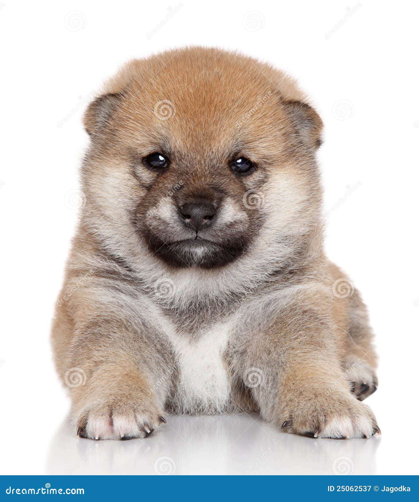 Shiba Inu Puppy Stock Image Image Of Puppies Small 25062537